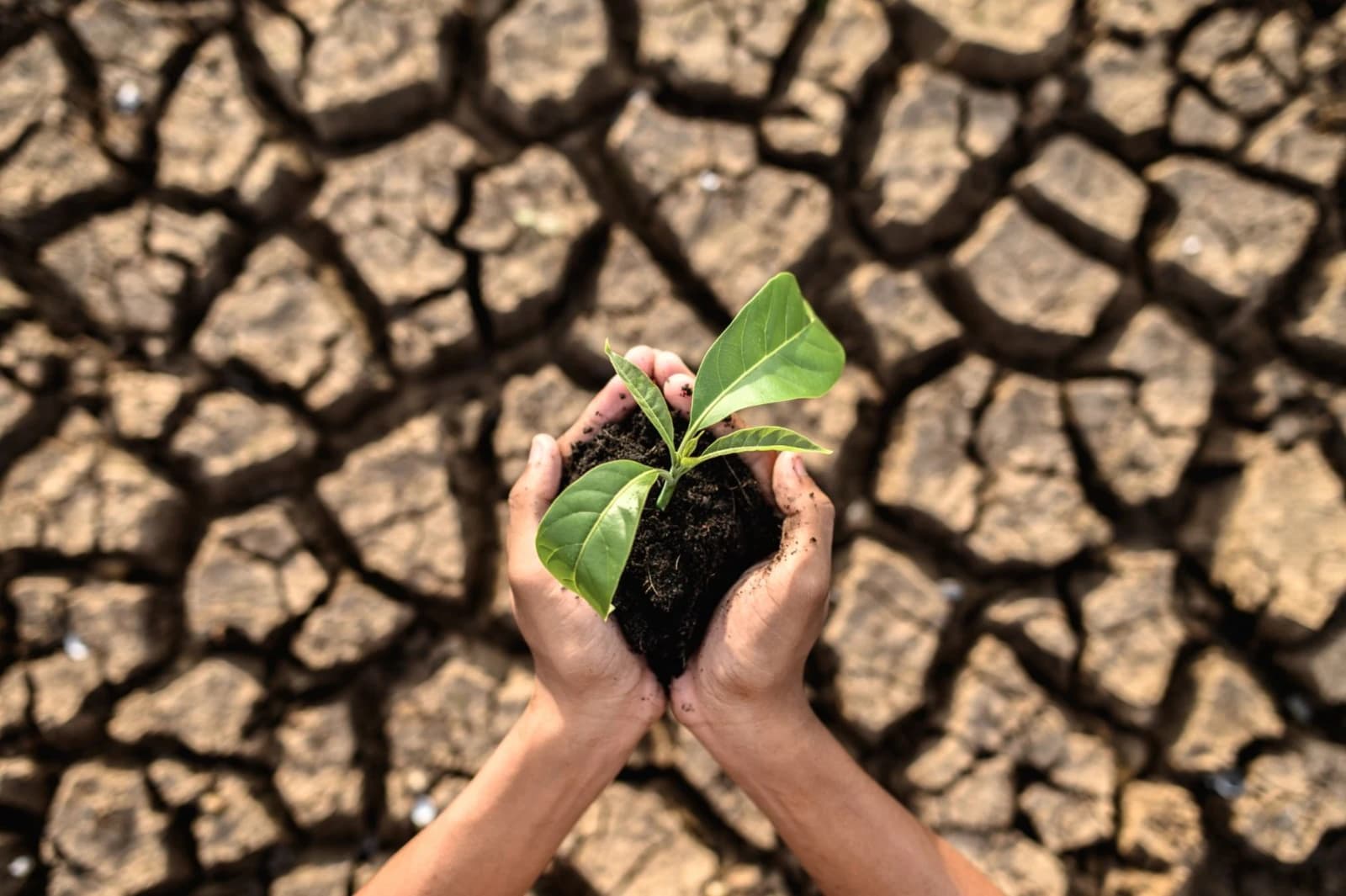 NGOs demand Sheinbaum announce an NDC that sets Mexico's climate course